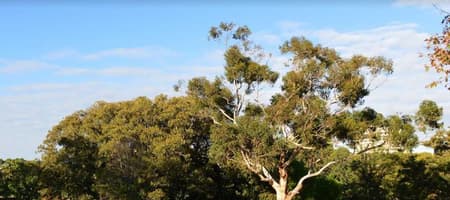 Fawkner Park Touch Football