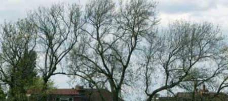 Finchley Cricket Club