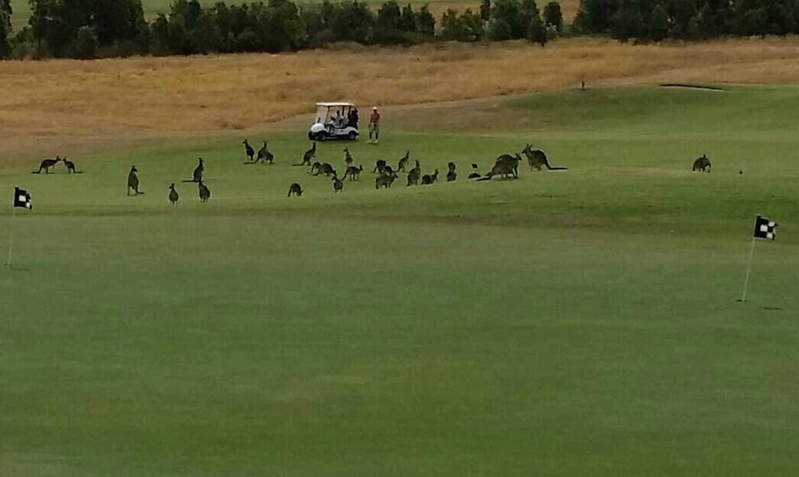 Growling Frog Golf Course