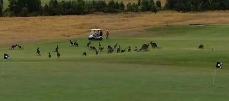 Growling Frog Golf Course