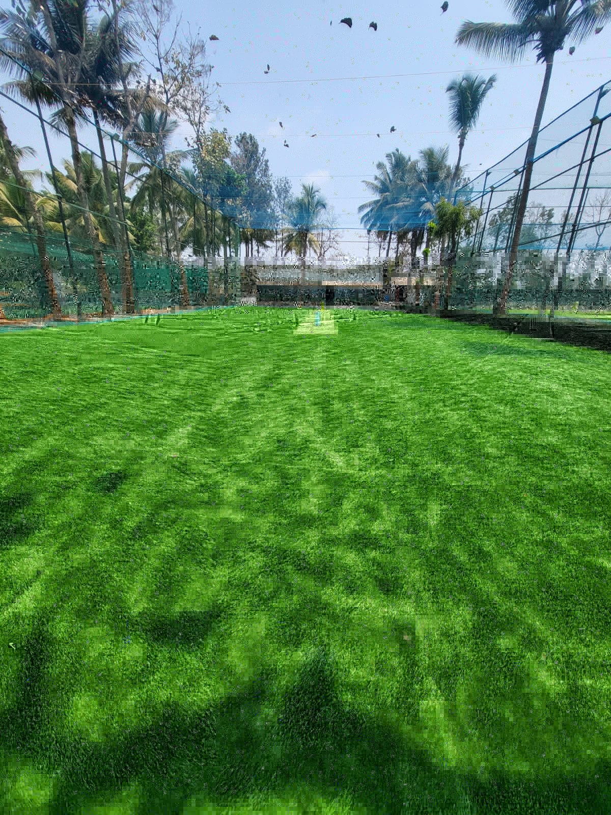 Turf photo 6