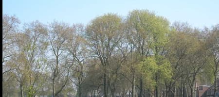 Millfields Park