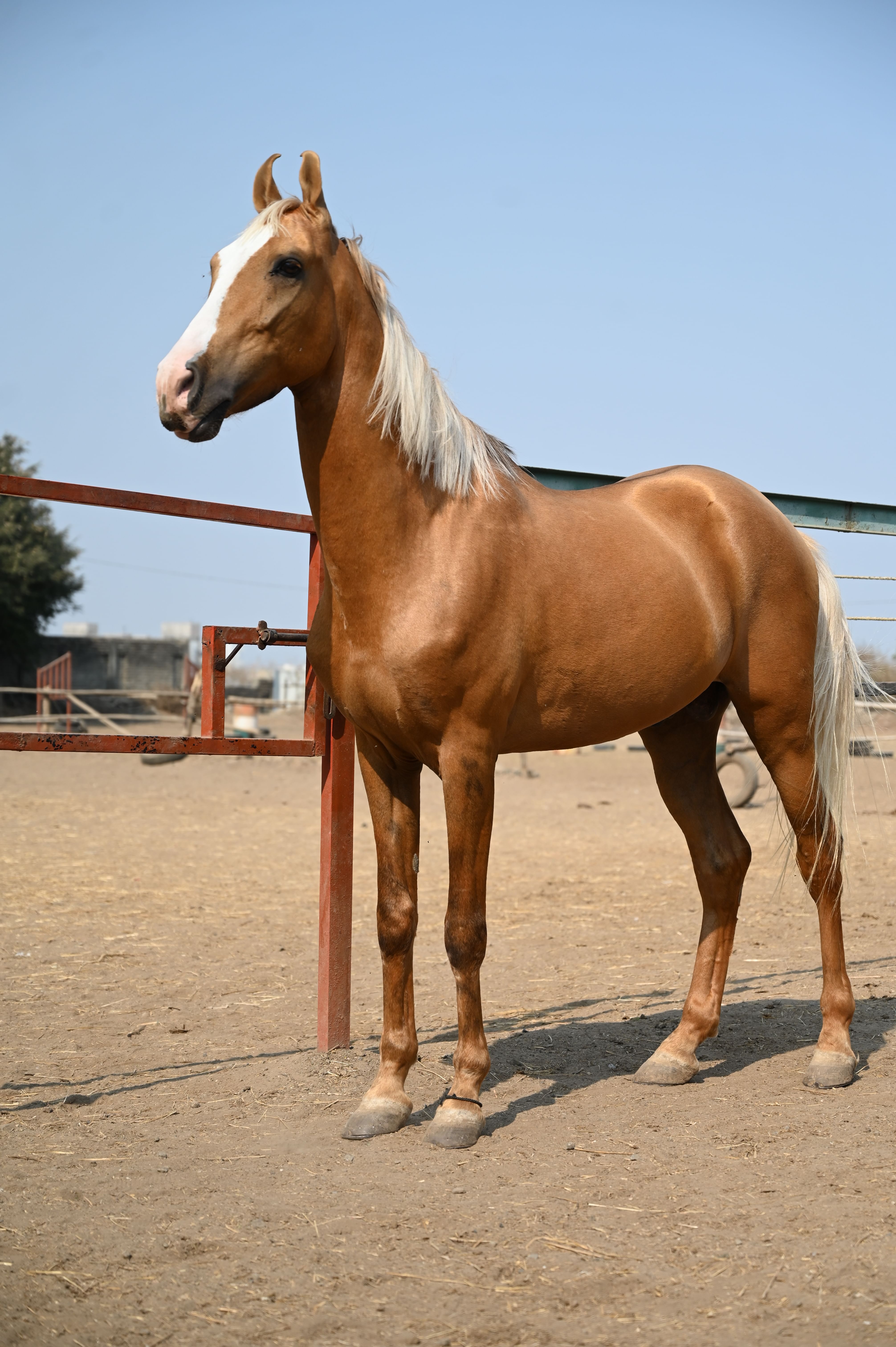 Paddock Horse Riding Club